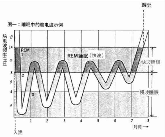 清醒睁眼，大脑活动紧张时β波；<br />清醒，安静，闭眼时α波；<br />疲惫恍惚时θ波；<br />入睡后δ波。<br />睡眠有慢波睡眠和快波睡眠。<br />慢波时Ⅰ期为入睡期，α波逐渐减少，低幅θ波和β波不规则地混杂在一起，脑电波呈平坦趋势；<br />Ⅱ期为浅睡期，出现σ波，并有少量δ波。<br />Ⅲ期为中度睡眠期，出现高幅δ波，或κ波（δ波与σ波的复合波）。<br />Ⅳ期为深度睡眠期，出现δ波。<br />快波睡眠表现为不规则的β波。 <br /><br />